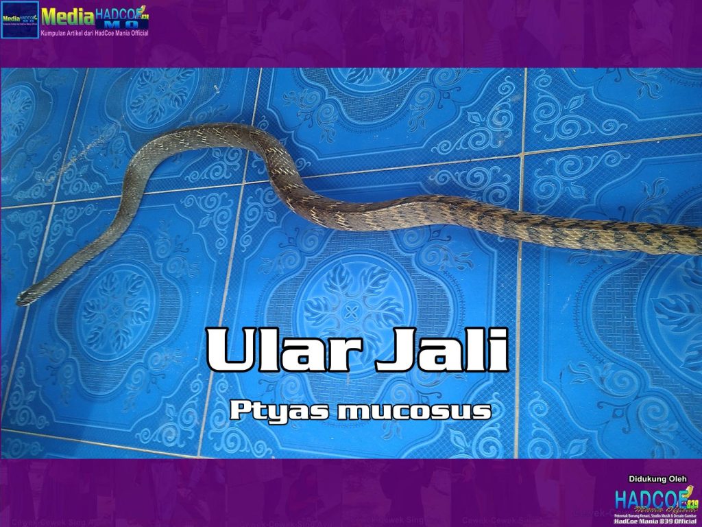 Ular Jali Ptyas Mucosus Berukuran SUPER JUMBO